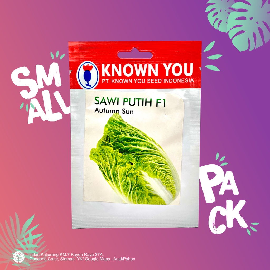 (1 PACK) Benih Sawi Putih F1 Autumn Sun Chinese Cabbage Seeds - Known You Seed KYS - 240 SEEDS