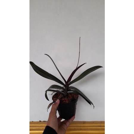 anggrek doritis sudah spike (palaenopsis doritis)