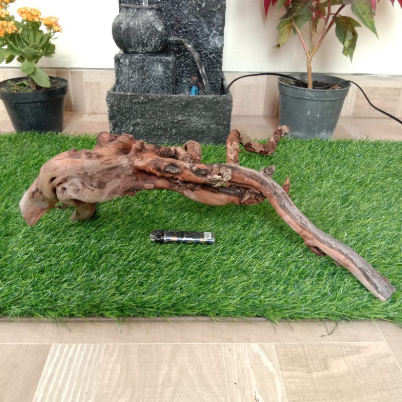 kayu santigi karang atau laut grade A119