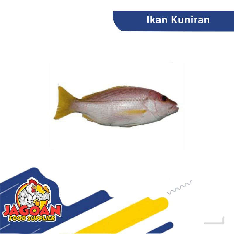 

Ikan Kuniran Per Kg / Ikan Segar