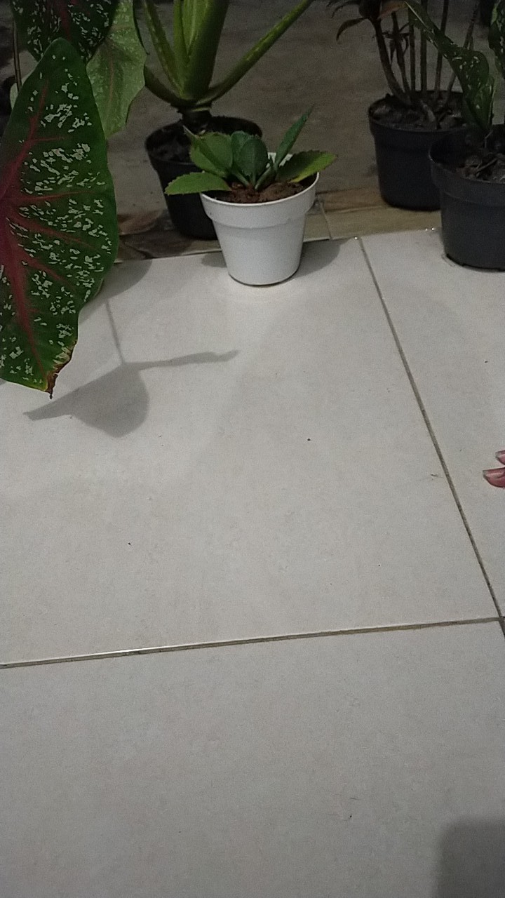 Sprei Tsum Tsum Uk 180