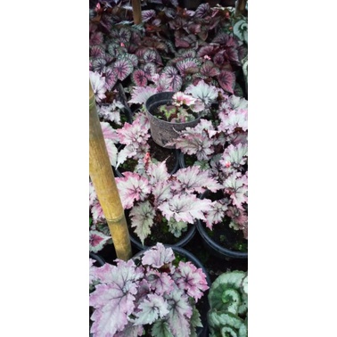 Begonia pink beauty full pot