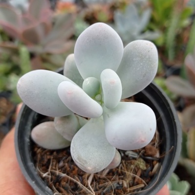Sukulen Oviferum moonstone