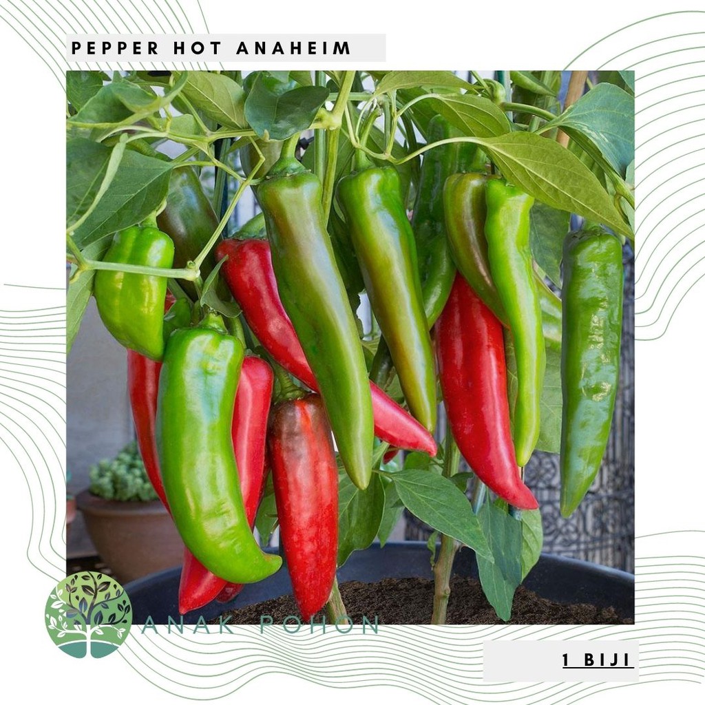 Benih Bibit Biji - Cabai Anaheim Hot Pepper Cabai Jumbo Hijau Seeds