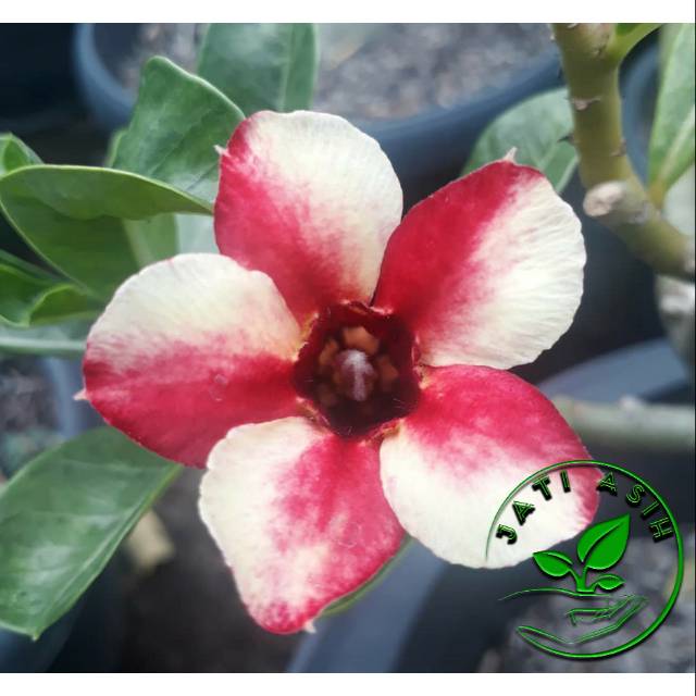 

Bibit bunga kamboja jepang / Bibit bunga Adenium Lolipop