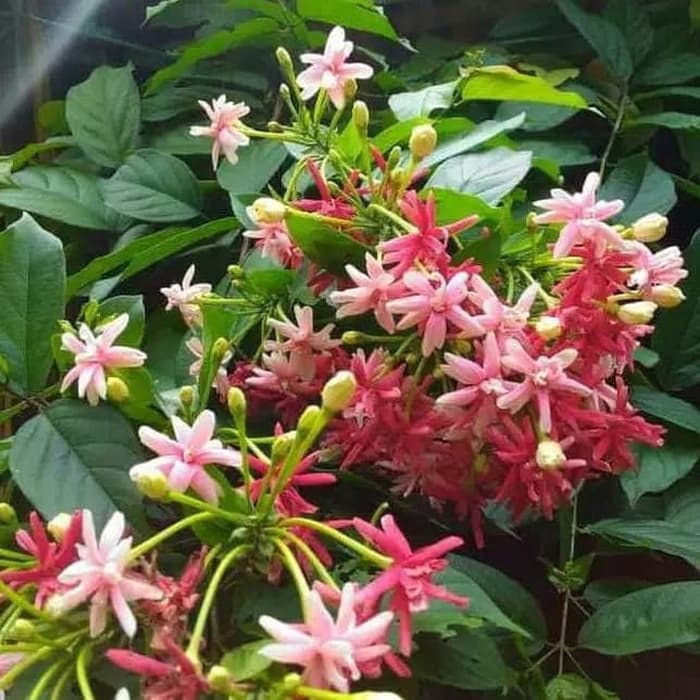 tanaman hias melati belanda rambat - bunga melati belanda