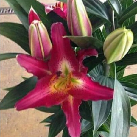 Umbi Bunga Lily Casablanca Import Wangi (Stok terbatas/langka)