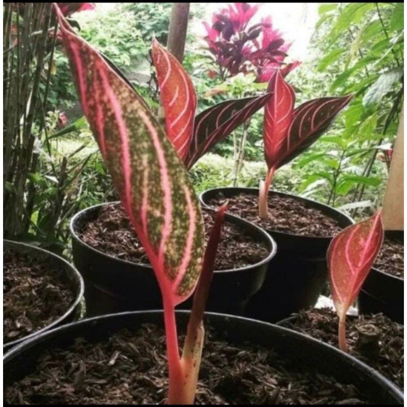 Promo BABY AGLONEMA PRIDE OF SUMATRA//ANAKAN RED SUMATRA DAUN 1/2