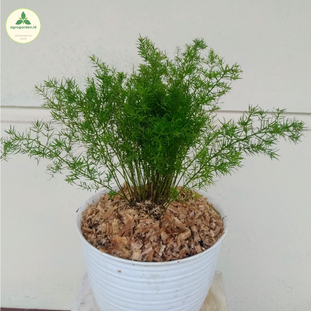 Tanaman HIas Asparagus Krisdoren - Asparagus Fern Krisdoren Rimbun - Asparagus Krisdoren