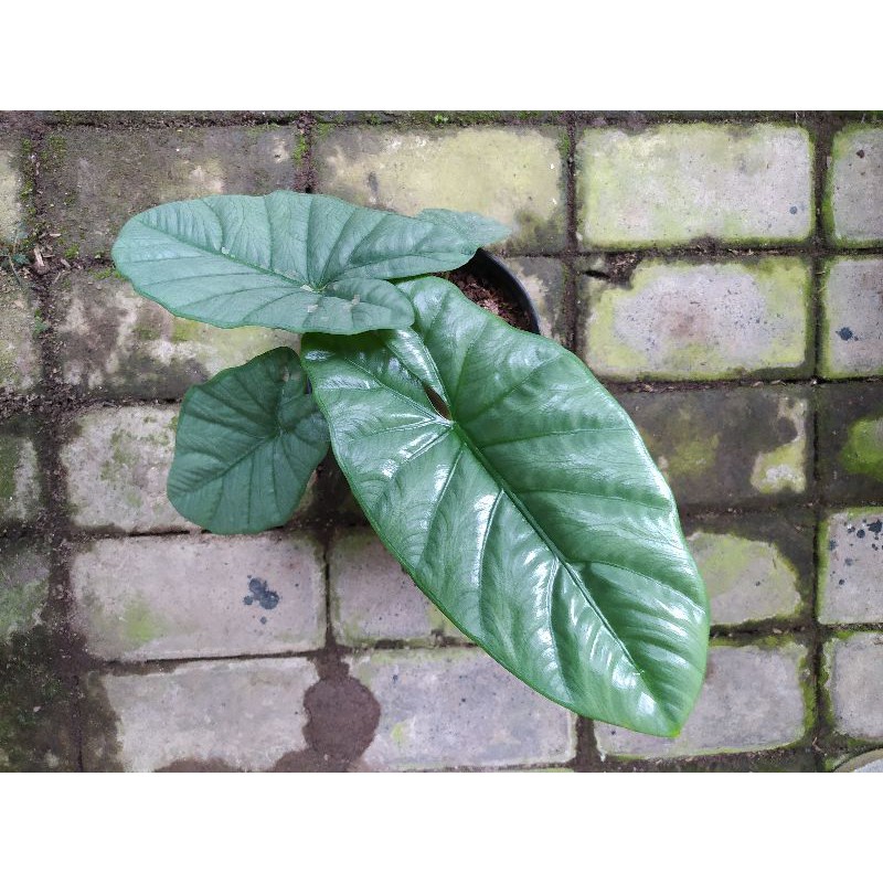 Alocasia Corazon(Real Pict)