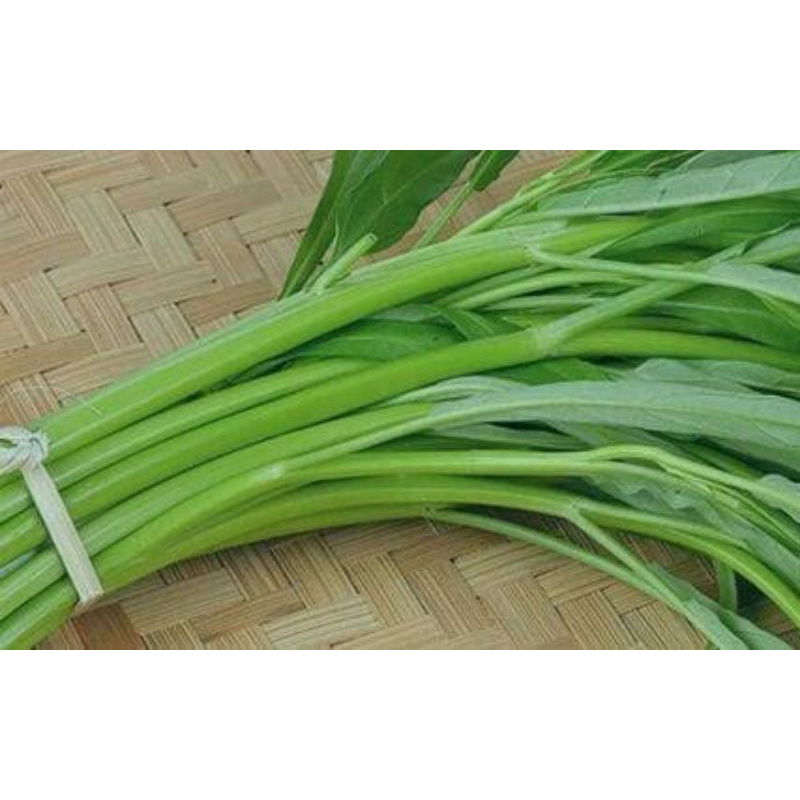 

kangkung hidroponik
