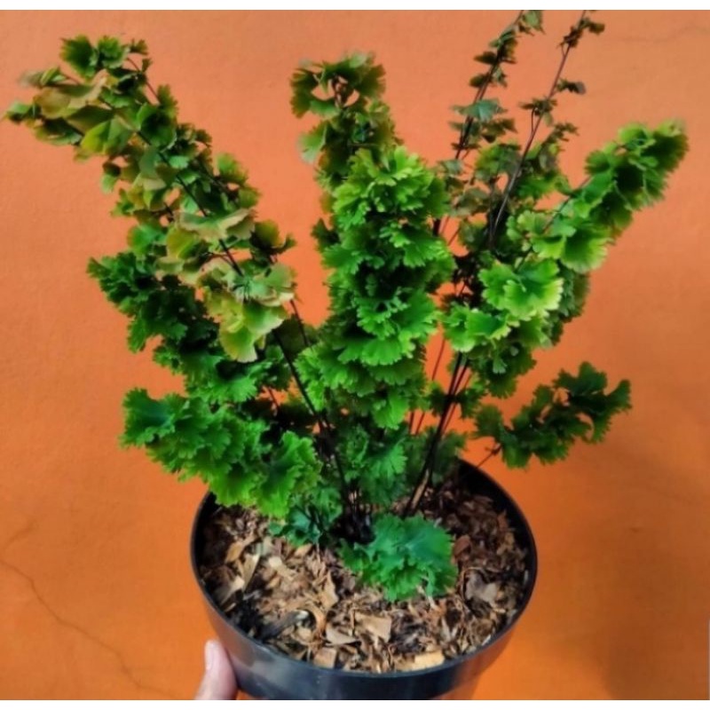 Pohon Suplir Tusuk Sate Tanaman Hias Indoor Pakis Suplir Tusuk Sate