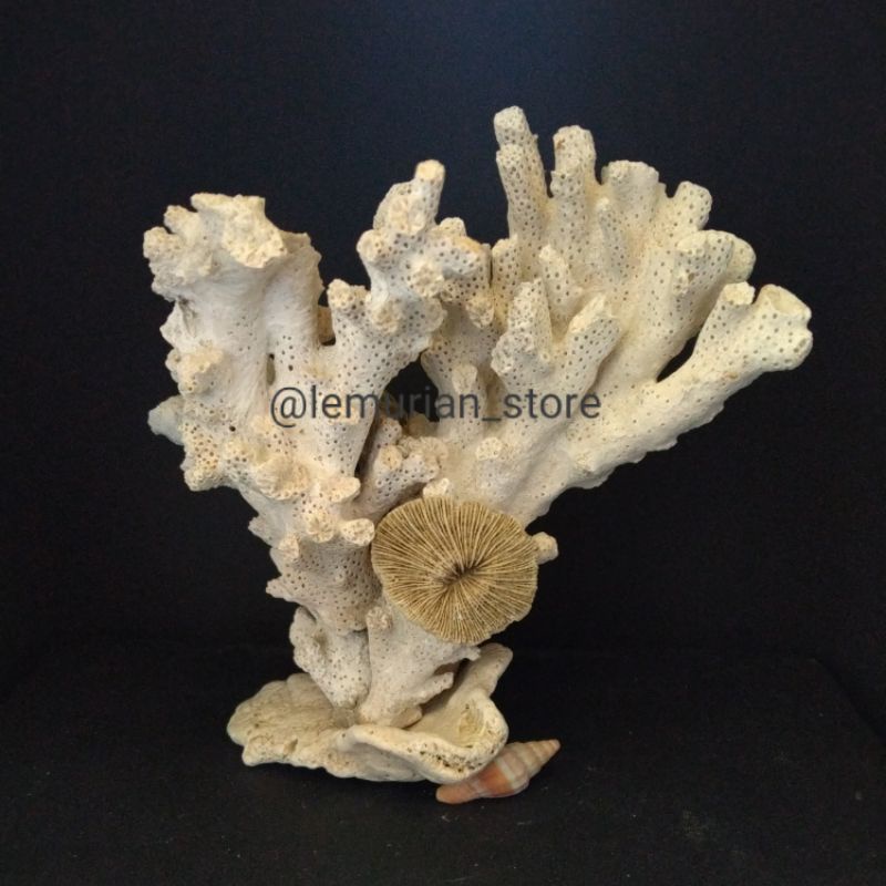 BATU KARANG LAUT ASLI// aquarium/ aquascape/ corallaut/batu/laut/terumbu karang/deadrock/premium