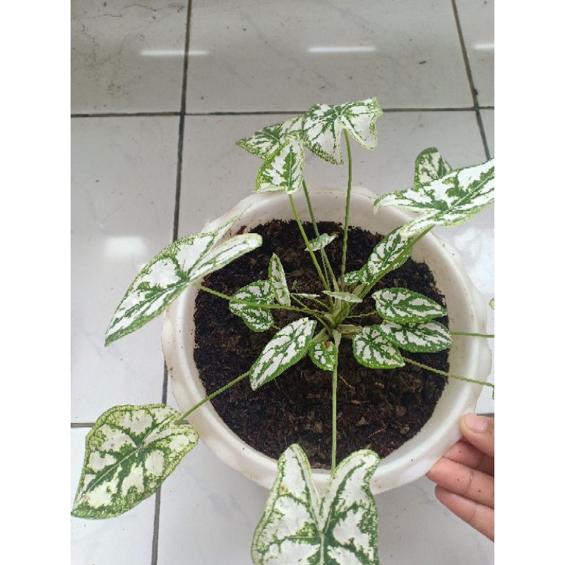 TANAMAN HIAS CALADIUM | CALADIUM LILIPUT | KELADI LILIPUT | KELADI HIAS | KELADI PUTIH