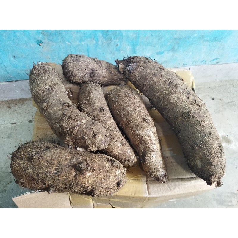 Talas/mbote#mbote gunung kawi 1 kg