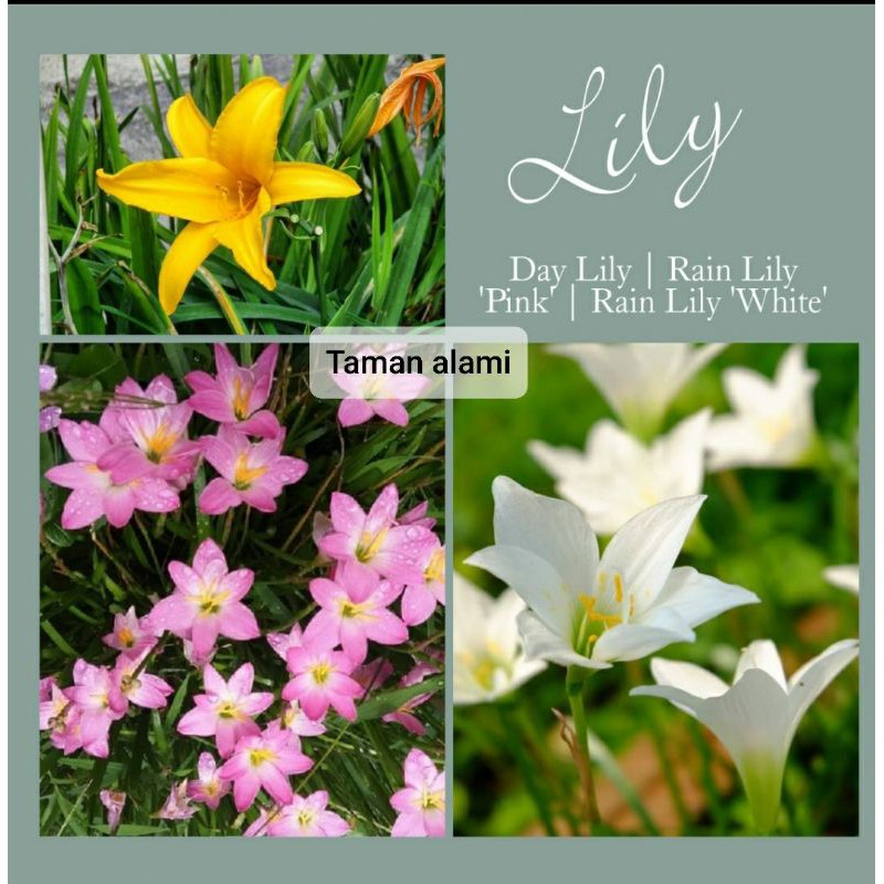 Paket 3 bunga lily rain lily pink rain lily putih day lily - lily hujan pink putih daylily lily day
