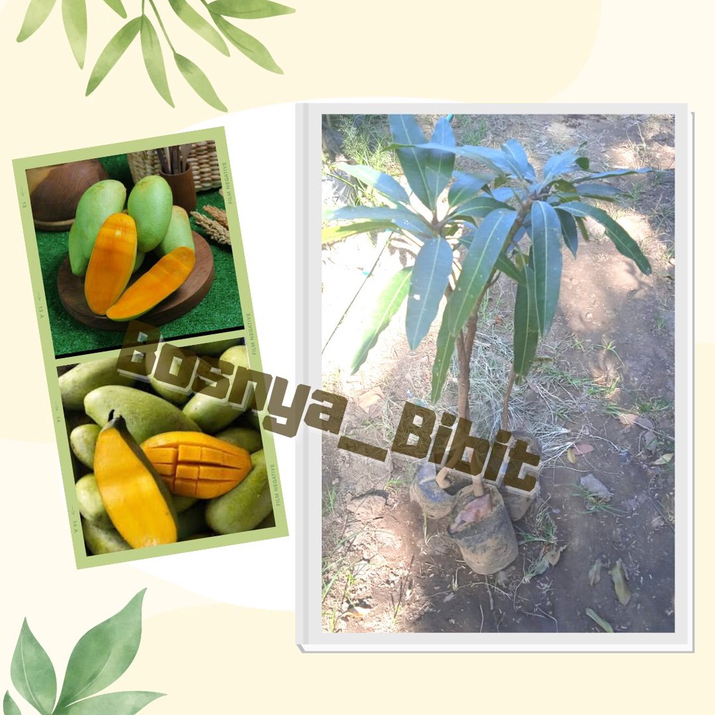 Bibit Buah Mangga Golek Jumbo