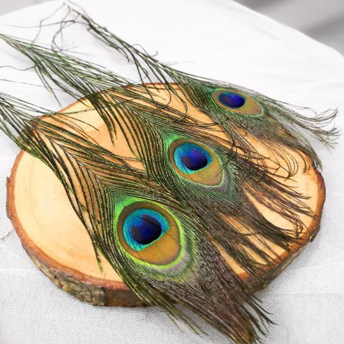 1010+ Gambar Burung Merak Asli Gratis