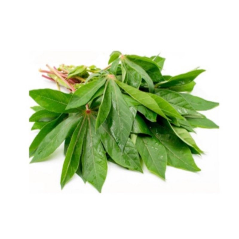 

DAUN SINGKONG/KETELA 500 GRAM
