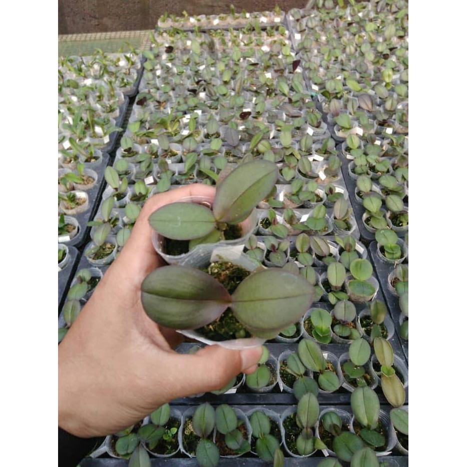 Benih Anggrek Umur 4-5 Bulan Anggrek Bulan Cattleya Vanda Deandrum
