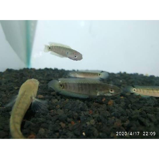 PROMO 11.11 (nuo-655) ikan hias  Chana asiatica / Canna asiatika WS predator gabus hiasan akuarium g