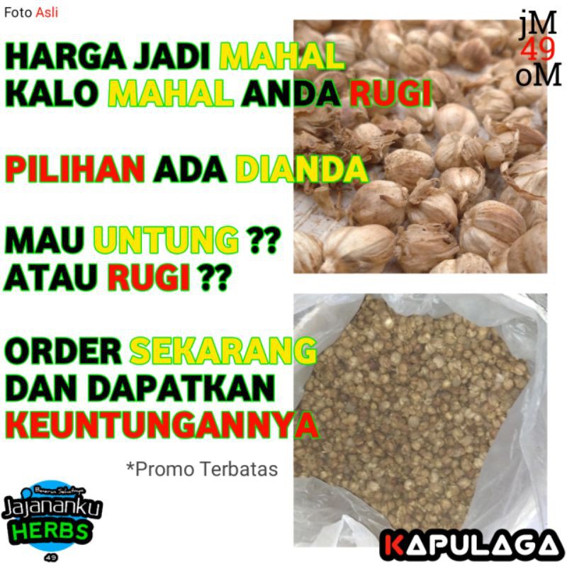

ADY78 Kapulaga Kering 1 Kg Best Quality Biji dan Ukuran Campur Cardamom Java Original