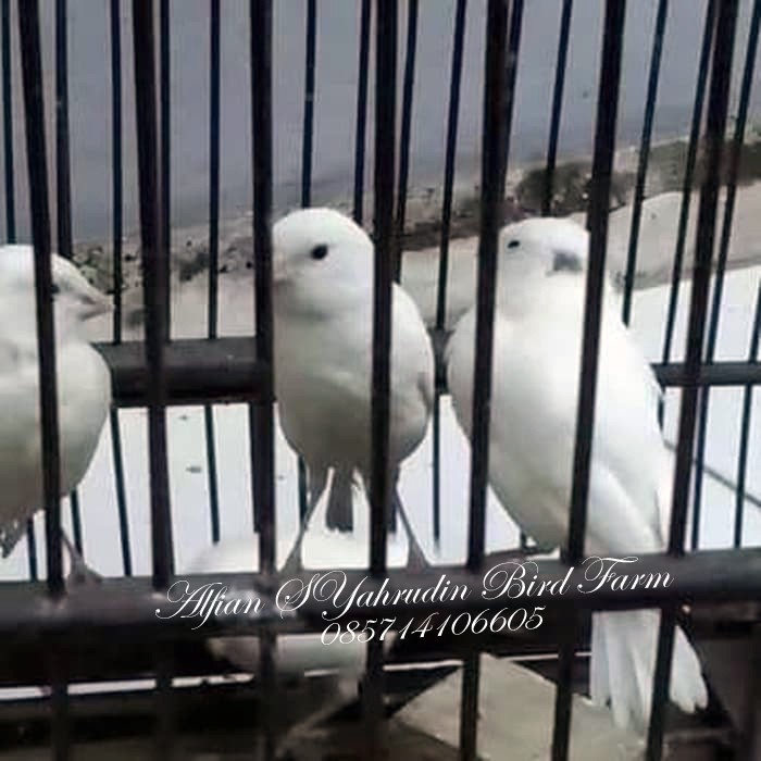 16+ Burung kenari albino mata merah terbaru