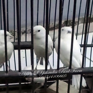 Jual Burung Love Bird Lovebird Hijau Josan Betina Dan Jantan