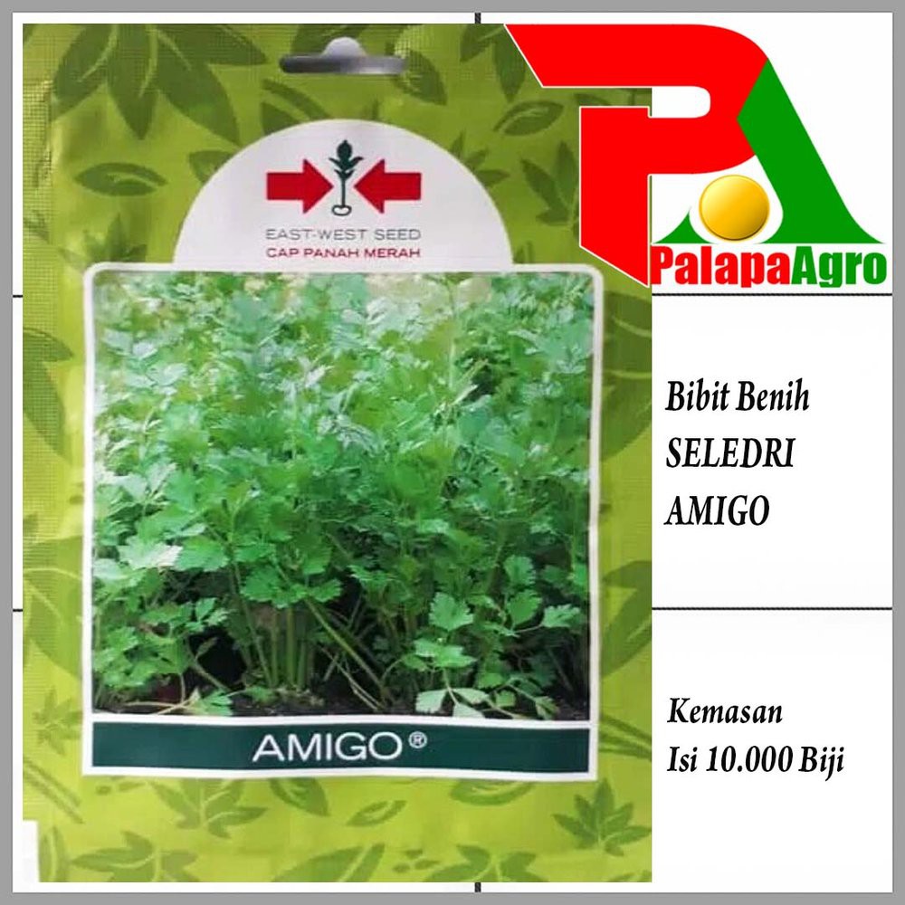 Benih Seledri AMIGO-Bibit Seledri Limited