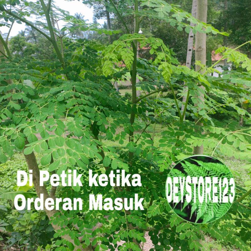 

Jual Daun kelor segar per 300 grm