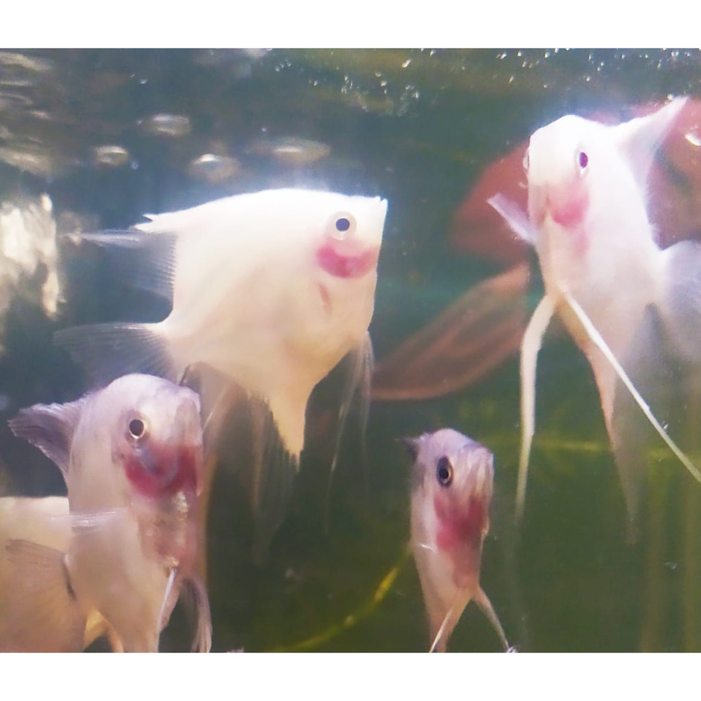Ikan manfish blushing albino red cheek size M
