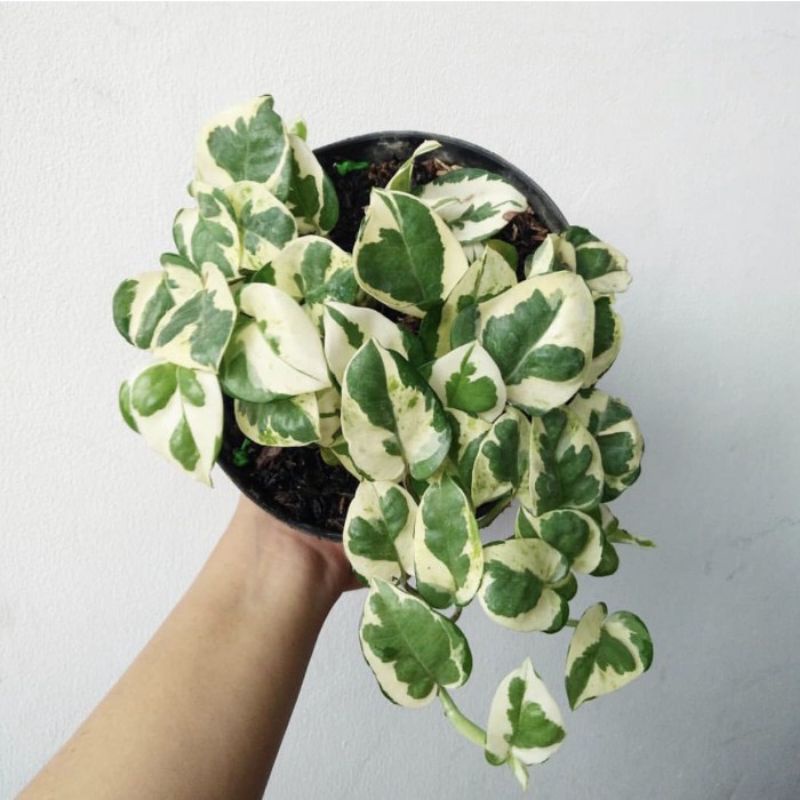 tanaman srigading enjoy daun varigata plus pot hitam