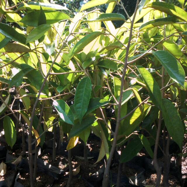 Bibit durian duri hitam Bibit durian ochee