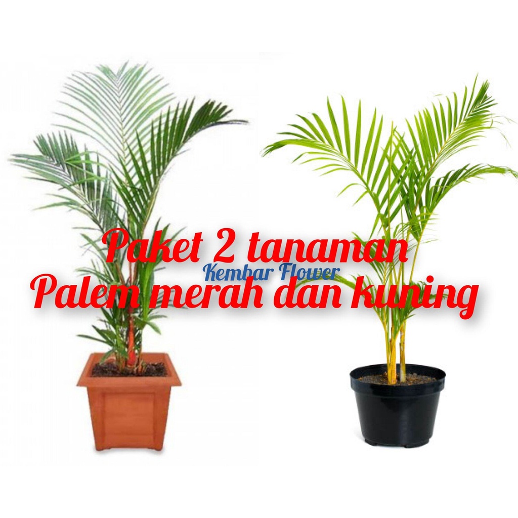 Jual Tanaman Hias Paket 2 Tanaman Hias Palem Merah Dan Palem Kuning