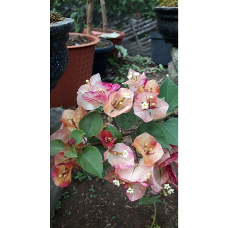 Bibit Bugenvil Citra India