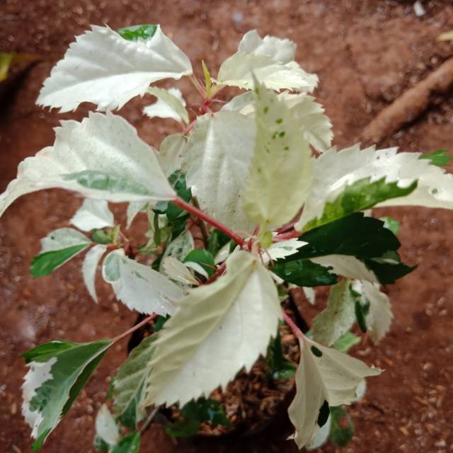 Bibit tanaman bunga sepatu kembang sepatu pohon bunga sepatu varigata kembang sepatu varigata