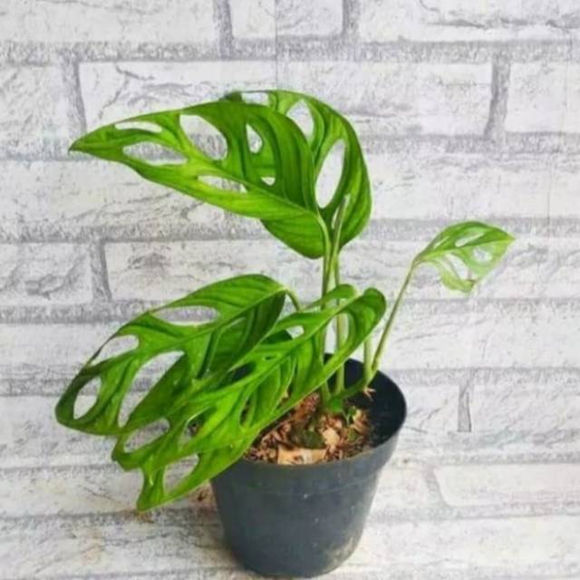 Tanaman Hias Monstera Adansonii Shopee Indonesia