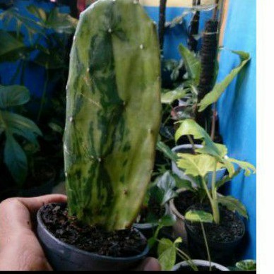 kaktus centong varigata /opuntia cochenilifera variegata