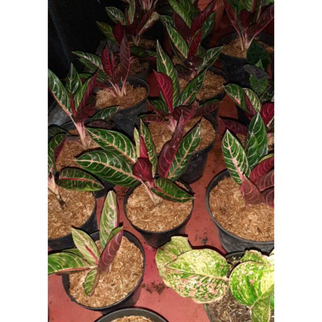 Tanaman hias aglonema red sumatra/aglo red sumatera