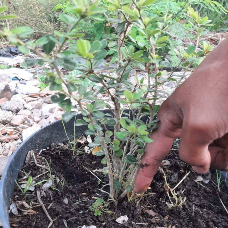 bahan bonsai saeng simbur vietnam
