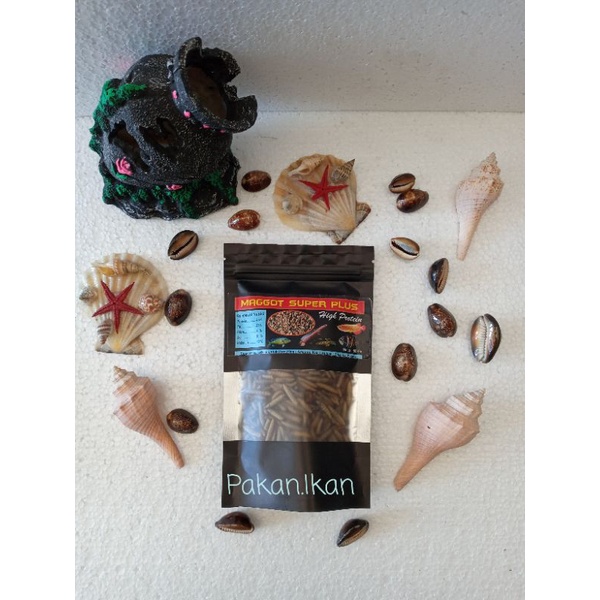 Maggot Super Plus 50g BSF Ulat Hongkong Pakan Arwana Louhan Channa Predator Chana Cana Arowana