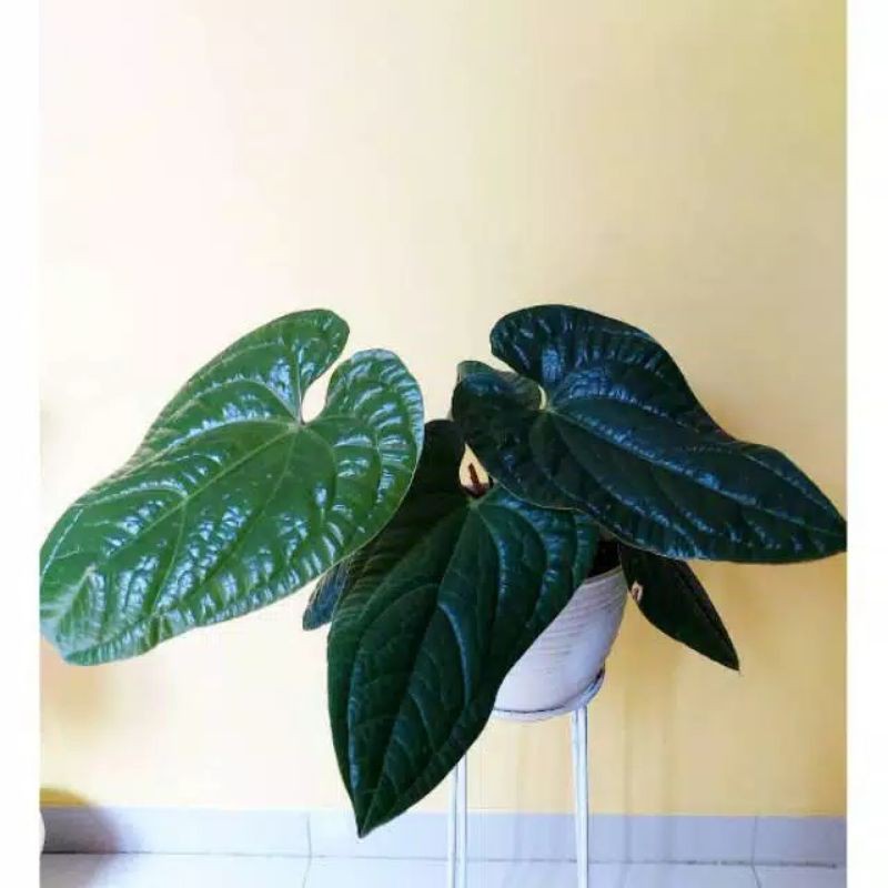tanaman hias anthurium sirih/tanaman anthurium sirih/tanaman hias