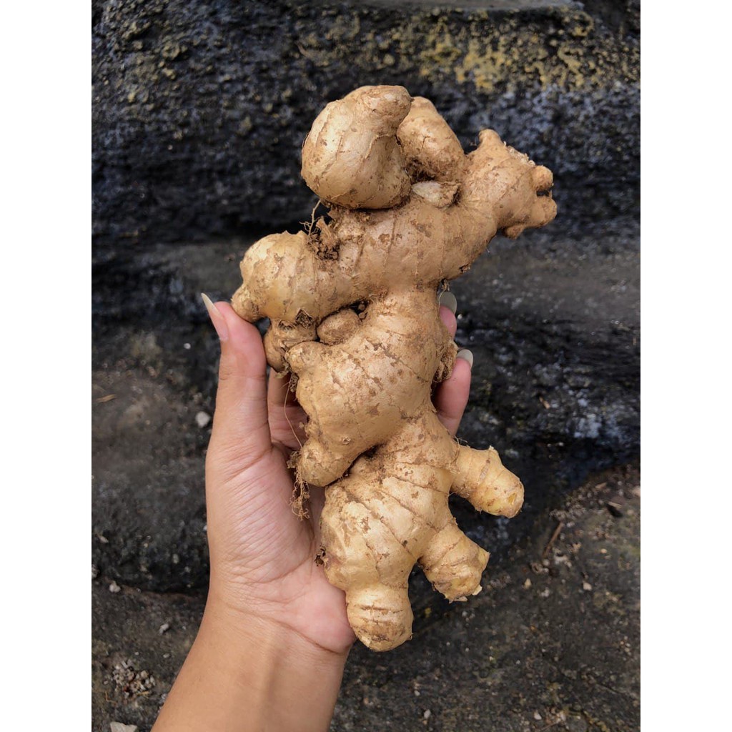 

Jahe Gajah (Putih) Segar / White Fresh Ginger 100 gram