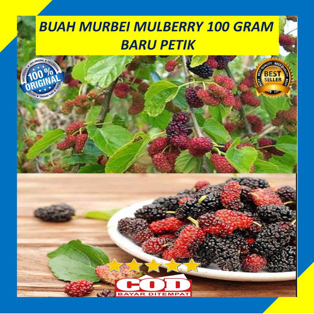 

Buah Murbei 100 Gram Mulberry Arbei Segar Baru Petik