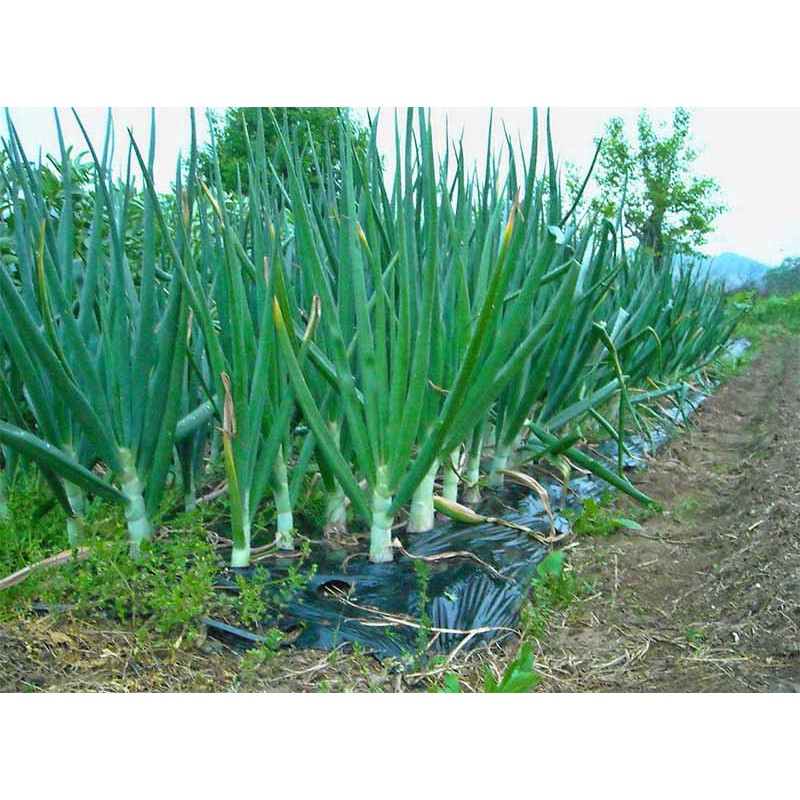 100 BIJI BENIH BIBIT DAUN BAWANG  FRAGRANT DATARAN RENDAH