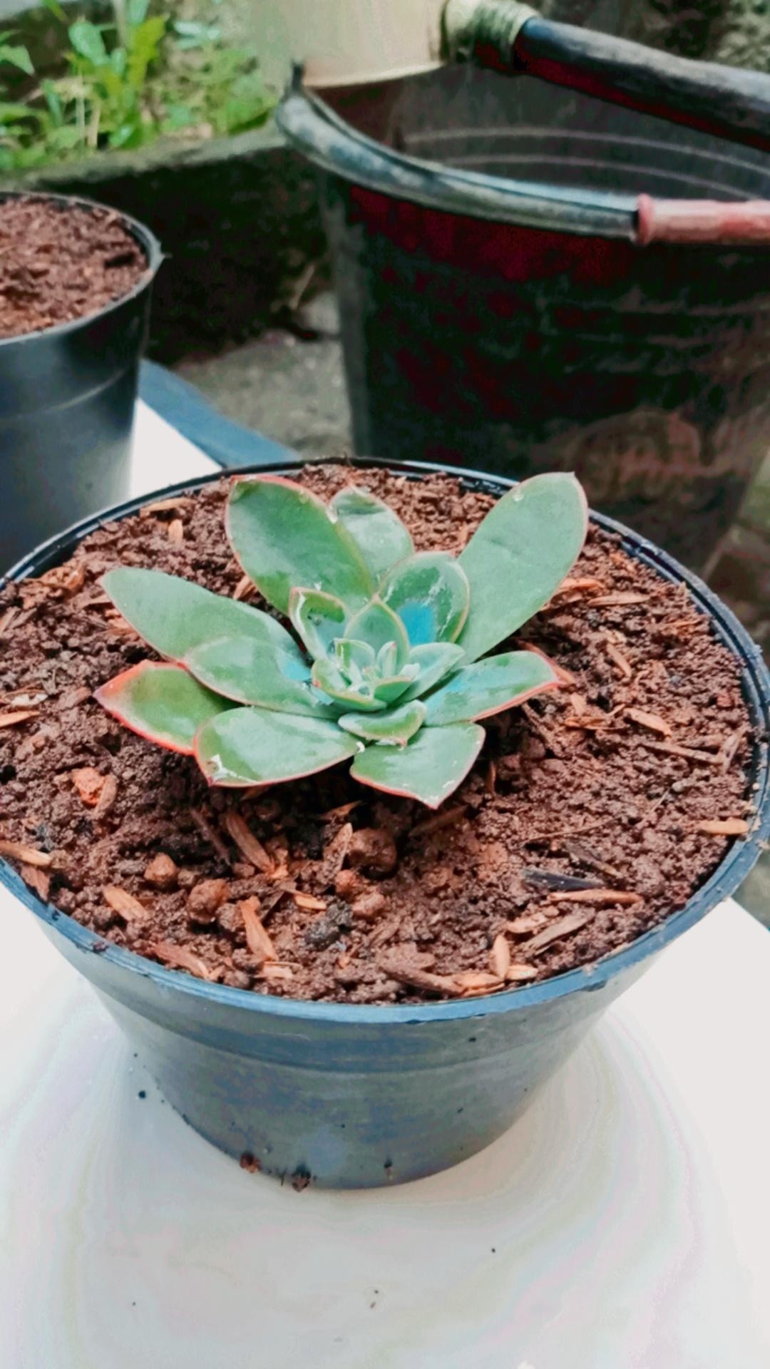 Kaktus Sukulen || Sukulen Di Pot 10cm