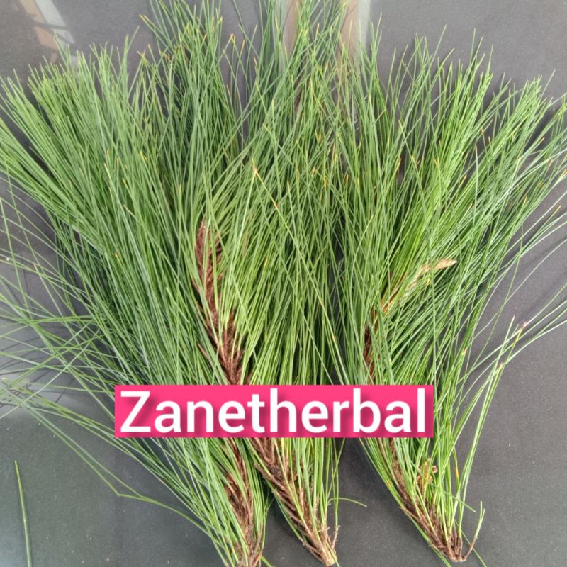

Daun pinus segar langsung petik per 1 kg asli dan di jamin-az