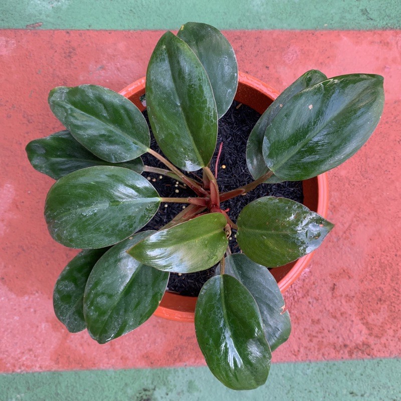 Philodendron Black Cardinal