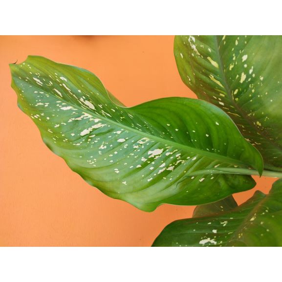 tanaman hias aglonema hijau putih