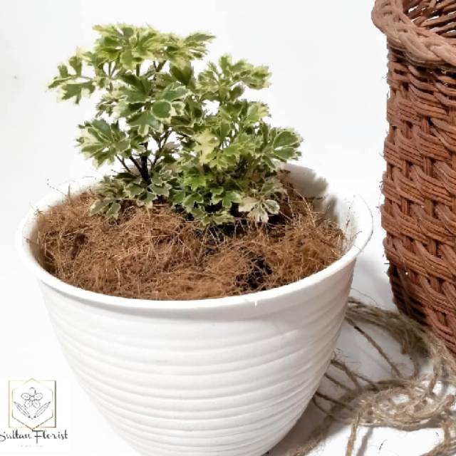 DONDONG LAUT Varigata Tanaman Hias / tanaman penyambung bonsai